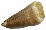 Fossil Mosasaur (Hainosaurus) Tooth - Morocco #353211-1
